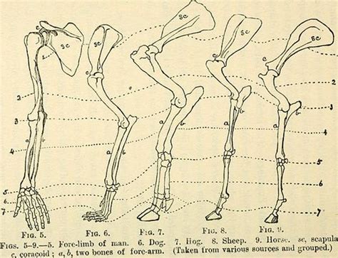 Introduction To Forelimb Diagram Quizlet