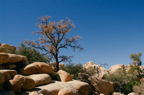 Joshua Tree National Park California Usa Steffen Kamprath Flickr