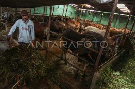 PERMINTAAN SAPI UNTUK KURBAN MENINGKAT ANTARA Foto