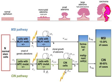 Conceptual Model For Colon Cancer Carcinogenesis From Normal Epithelium