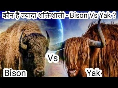 Bison Vs Yak Yak Vs Bison Bull Fight YouTube