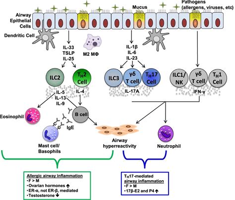 Hormones Sex And Asthma Annals Of Allergy Asthma Immunology