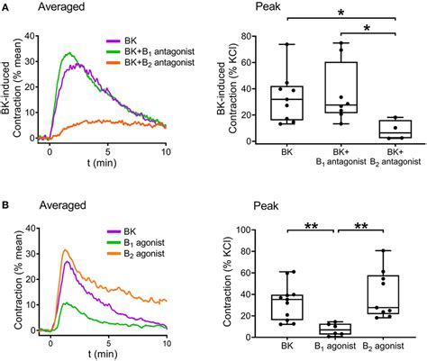 Bradykinin Evokes Concentration Dependent Smooth Muscle Contraction In