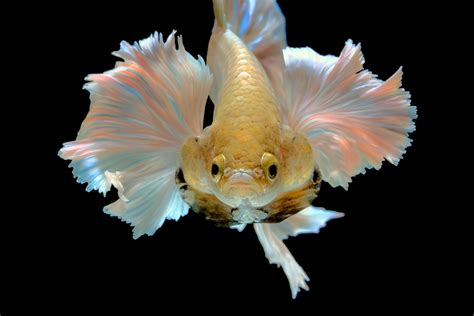 Descubre Los Peces M S Peque Os Del Mundo Y Su Fascinante Belleza