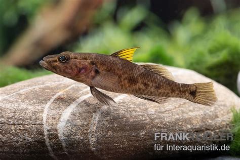 Towuti Gelbflossengrundel Glossogobius Flavipinnis Tiere Zierfische