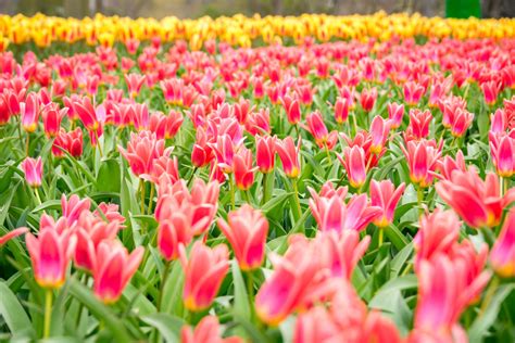 Fioritura Dei Tulipani Non Occorre Andare In Olanda Ecco Dove Vederla