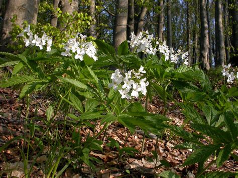 Parco Nazionale Delle Foreste Casentinesi Monte Falterona Campigna