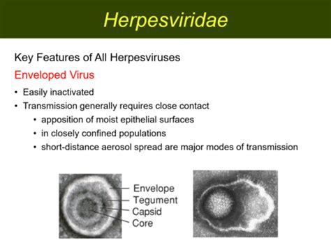 Herpes Virus Objectives Flashcards Quizlet