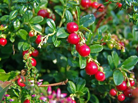 Preiselbeere Vaccinium Vitis Idaea Baumschule Horstmann