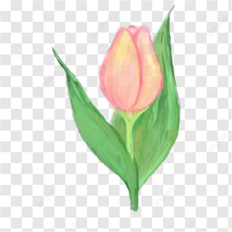 Pink Tulip Oil Painting Pink Tulip Oil Paint Pink Png Transparent