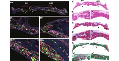 Fluorescent Imaging And Histological Staining Of The Cranial Bone Download Scientific Diagram