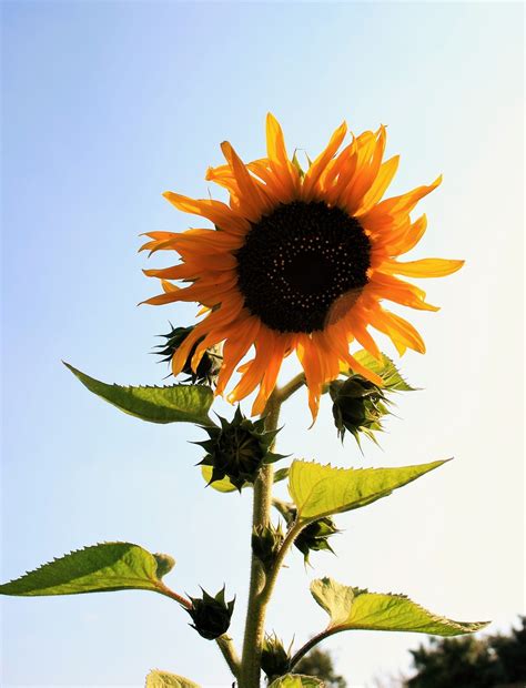 Girasol Flor Amarillo Foto Gratis En Pixabay