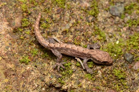 Family Gekkonidae: True Geckos - Andrew DuBois