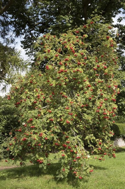 Mountain Ash Tree with Berries Stock Photo - Image of berry, european: 58387162