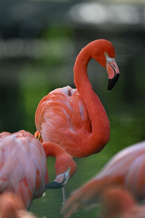 A Group Of Flamingos Standing Next To Each Other Photo Free Animal