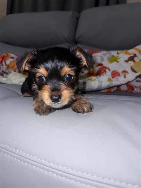 craigslist ocala pets 4