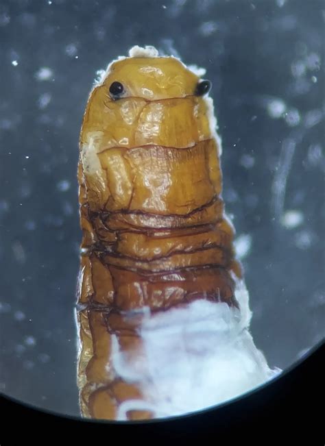 A mysterious centipede parasite — Derek Hennen