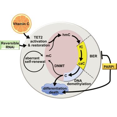 Restoration Of Tet Function Blocks Aberrant Self Renewal And Leukemia