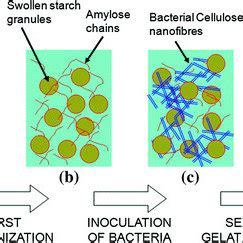 6 Scheme Of The BC Starch Bottom Up Process A Starch Granules Are In