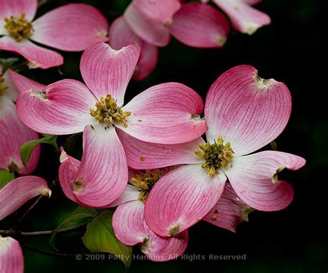 pink dogwood | Beautiful Flower Pictures Blog