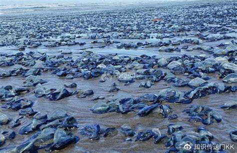 加州海滩正遭受奇怪生物入侵，引起游客拍照留念财经头条