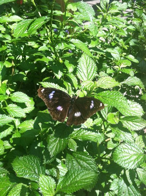 Butterflies at Fairchild Botanical Garden, Miami | Nature journal ...