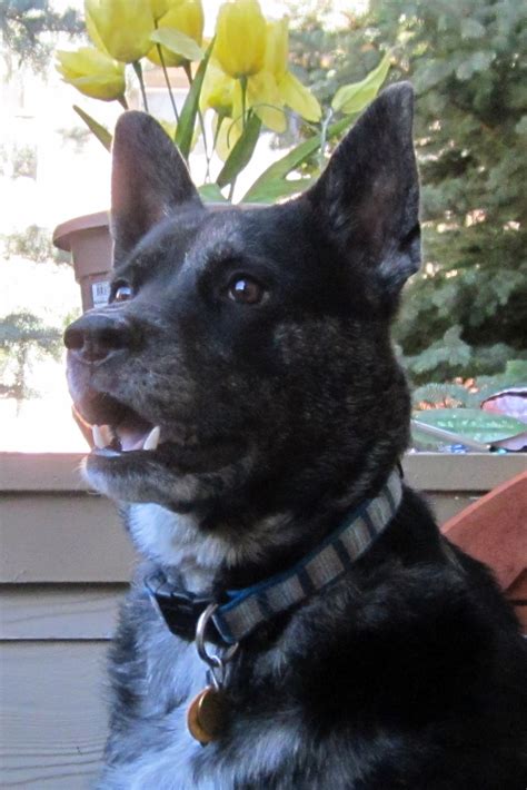 aussie  magnificent hammyhams blog