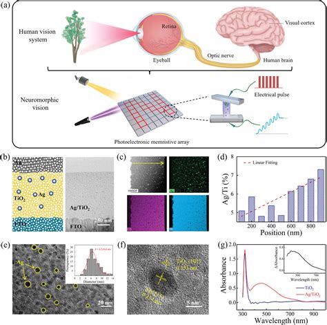 Plasmonic Optoelectronic Memristor Enabling Fully Lightmodulated