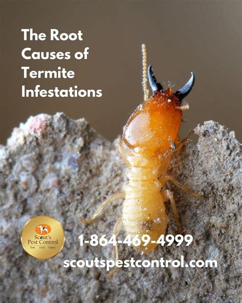 The Root Causes Of Termite Infestations