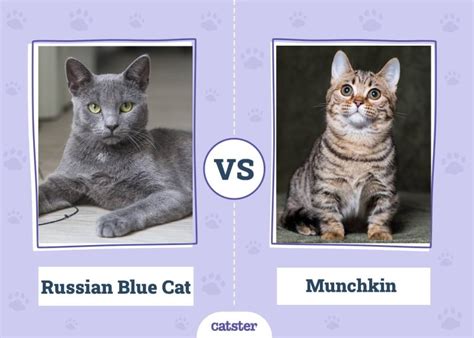 Russian Blue vs. Munchkin Cat — What's the Difference? (With Pictures) - Catster