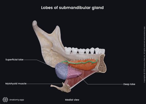 Salivary Glands Encyclopedia Anatomyapp Learn Anatomy 3d