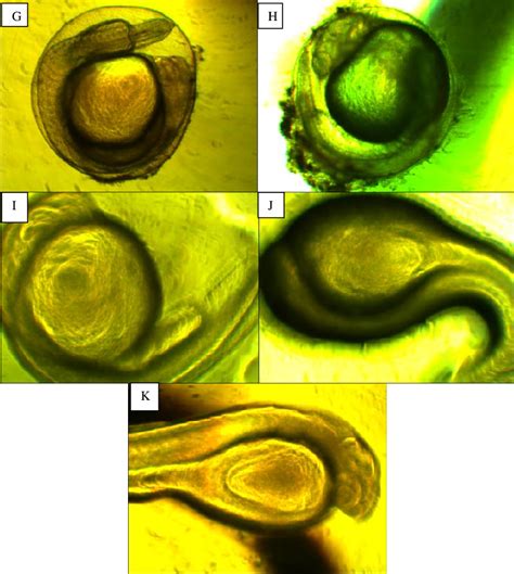 Embryonic Developmental Stages Of P Sarana A Morula Stage B Download Scientific Diagram