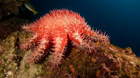 Meet The Crown Of Thorns Sea Star Each Of Its Arms Is Equipped With An