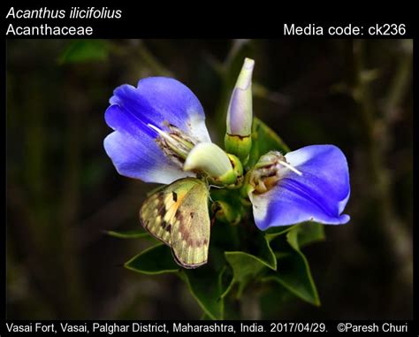 Acanthus Ilicifolius Butterfly