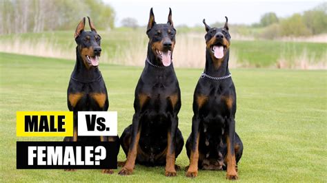 Male Vs Female Dobermans How Are They Different Youtube