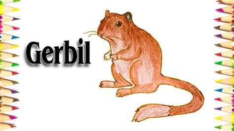 Gerbil Drawing at GetDrawings | Free download