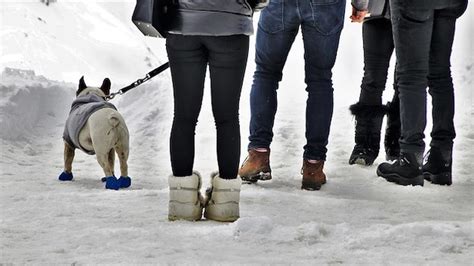 Why Dog Hiking Boots Are Good For Man's Best Friend