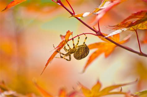 1033830 Sunlight Fall Leaves Nature Plants Photography Macro Branch Insect Yellow