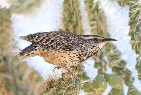 Sahara Desert Birds