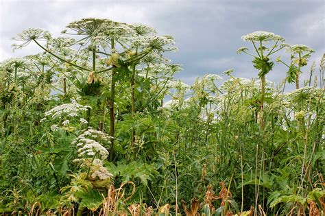 Giant Hogweed — Envirico