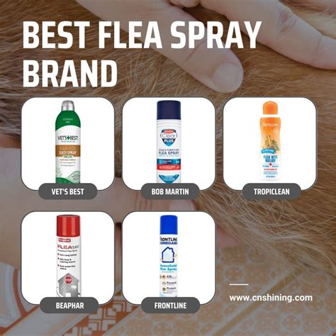 Flea Spray Aerosol Guide: Benefit, Principle, Ingredient, Brand