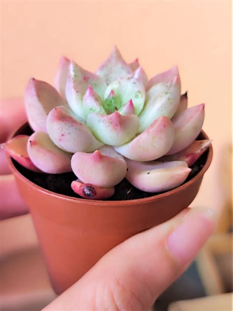 Graptoveria Melody Suculenta Con Amor