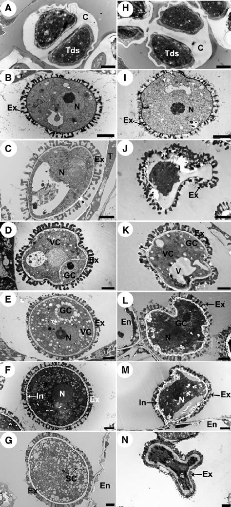 Transmission Electron Micrographs Of Microspores From The Wild Type And