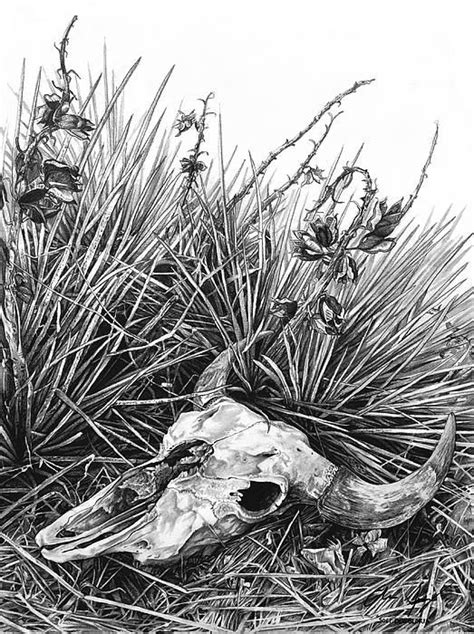 Bison Skull And Yucca Pencil Drawing By Aaron Spong Bison Skull