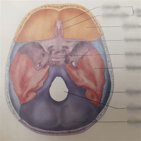 Superior View Of Cranial Cavity Floor Diagram Quizlet