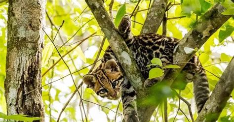 Atropellaron Y Mataron A Un Ocelote En Peligro De Extinci N En El