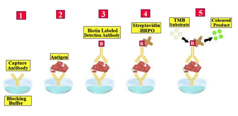 Elisa Test Diagram