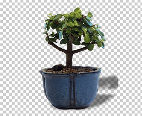 Chinese Sweet Plum Bonsai Flowerpot Tree Jade Plant Png Clipart