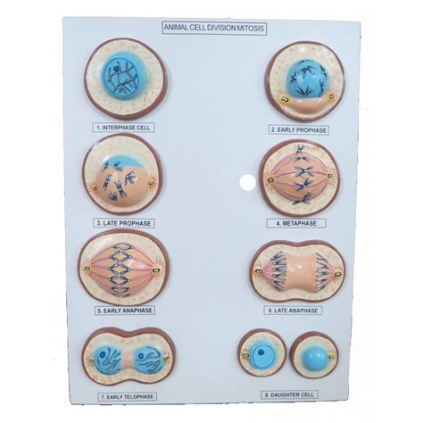 Animal Cell Mitosis Chart India Animal Cell Mitosis Chart Manufacturer ...