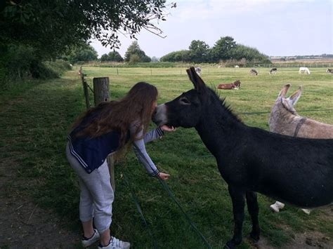 Island Farm Donkey Sanctuary (Wallingford, England): Top Tips Before ...